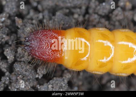 Wireworm, Larve von Mouse Grey Click Beetle (Agrypnus murinus), Elateridae. Wirewürmer sind wichtige Schädlinge. Das charakteristische Ende des Larvenkörpers. Stockfoto