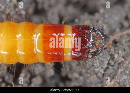 Wireworm, Larve von Mouse Grey Click Beetle (Agrypnus murinus), Elateridae. Wirewürmer sind wichtige Schädlinge, die sich von Pflanzenwurzeln ernähren. Kopf. Stockfoto