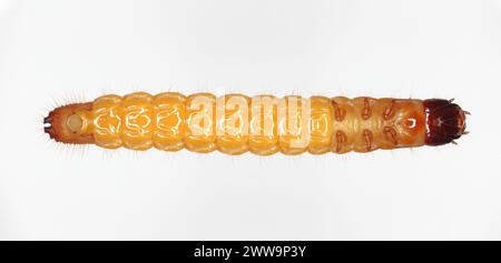 Wireworm, Larve von Mouse Grey Click Beetle (Agrypnus murinus), Elateridae. Wirewürmer sind wichtige Schädlinge, die sich von Pflanzenwurzeln ernähren. Ansicht von unten. Stockfoto