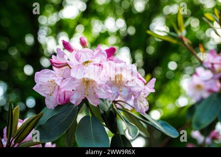 Rosafarbene Blüten aus Rhododendronblüten erregen die Aufmerksamkeit vor der Kulisse und bieten eine ruhige und malerische Aussicht. Das Konzept der botanischen Anziehungskraft und des Su Stockfoto