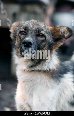 Ein Hund posiert für die Kamera. Kleine gefleckte Hunde aus der Nähe. Stockfoto