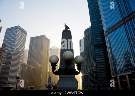 Bird on Lampenträger - Sonnenuntergang - architektonische Wahrzeichen und historische Bauwerke verbinden den Chicago River - Chicago, Illinois - USA Stockfoto