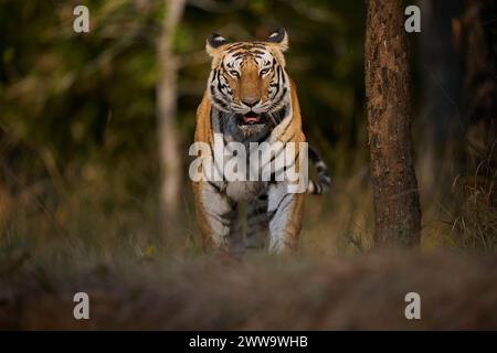 Die Tigerin Biruhli, die aus dem Wald in Bandhavgarh Tiger Reserve, Indien, auftaucht Stockfoto