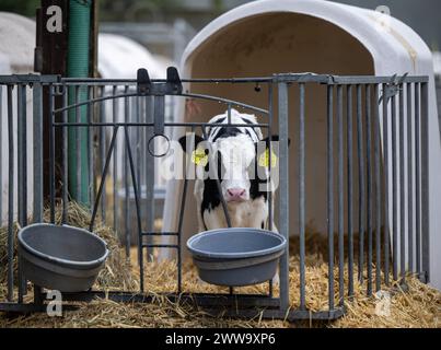 Nauen Ot Ribbeck, Deutschland. März 2024. Ein Kalb steht auf dem Stroh auf dem F.R.A.N.Z. Demonstrationsbetrieb Havellandhof Ribbeck. Das F.R.A.N.Z.-Projekt umfasst ein Netzwerk von zehn Demonstrationsbetrieben in ganz Deutschland. Dazu gehören Ackerbau- und Grünlandbetriebe. Quelle: Monika Skolimowska/dpa/Alamy Live News Stockfoto