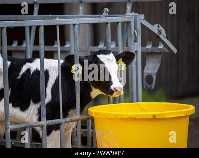 Nauen Ot Ribbeck, Deutschland. März 2024. Ein Kalb steht in einem Stall auf dem F.R.A.N.Z. Demonstrationsbetrieb Havellandhof Ribbeck. Das F.R.A.N.Z.-Projekt umfasst ein Netzwerk von zehn Demonstrationsbetrieben in ganz Deutschland. Dazu gehören Ackerbau- und Grünlandbetriebe. Quelle: Monika Skolimowska/dpa/Alamy Live News Stockfoto