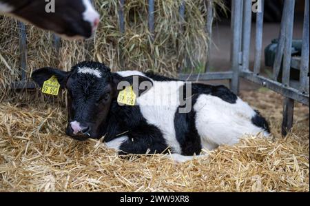 Nauen Ot Ribbeck, Deutschland. März 2024. Ein Kalb liegt auf dem Stroh auf dem F.R.A.N.Z. Demonstrationsbetrieb Havellandhof Ribbeck. Das F.R.A.N.Z.-Projekt umfasst ein Netzwerk von zehn Demonstrationsbetrieben in ganz Deutschland. Dazu gehören Ackerbau- und Grünlandbetriebe. Quelle: Monika Skolimowska/dpa/Alamy Live News Stockfoto