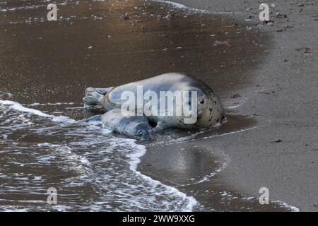 Weibliche Hafenrobbe (Phoca vitulina) am Strand neben ihrem toten Welpen in Monterey, Kalifornien. Die Welle strömt auf sie zu. Stockfoto