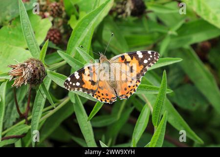 A Painted Lady (Vanessa cardui) Butterfly, England, Großbritannien Stockfoto