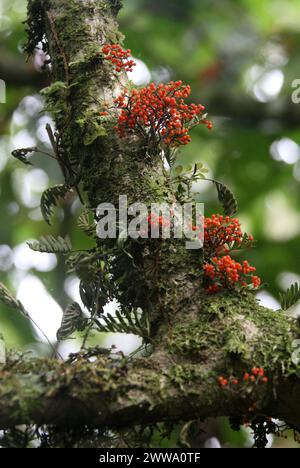 Urera-Arten, wahrscheinlich Flameberry, Urera caracasana, Urticaceae. Baum mit Orangenbeeren, der direkt auf Ästen und Baumstamm wächst. Costa Rica. Stockfoto