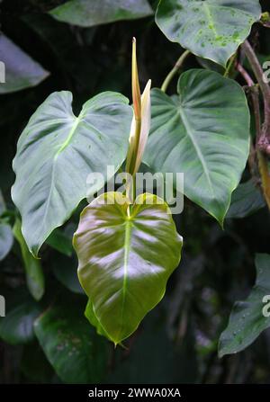 Heartleaf Philodendron, Philodendron hederaceum, Araceae. Costa Rica Regenwald, Mittelamerika. Syn. Philodendron-Scandens. Stockfoto