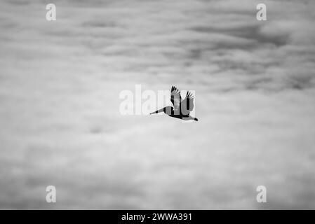 Ein Vogel der Freiheit schwebt durch den grenzenlosen Himmel. Stockfoto