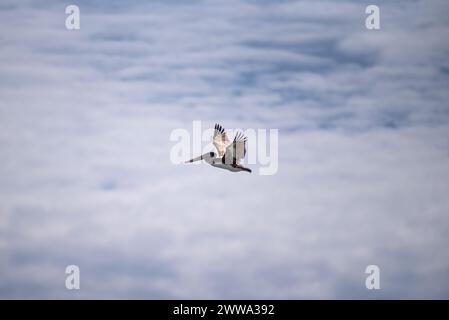 Ein Vogel der Freiheit schwebt durch den grenzenlosen Himmel. Stockfoto