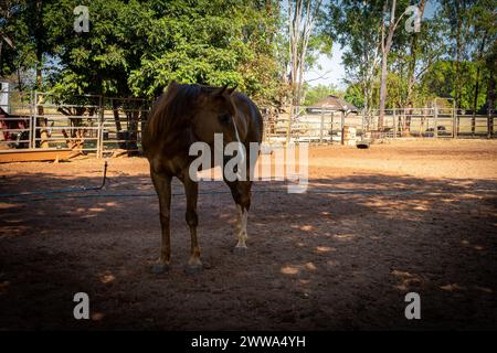 Ein neugieriges Pferd in einem staubigen Fahrerlager bietet einen freundlichen Blick, umgeben von rustikalen Fechten. Stockfoto