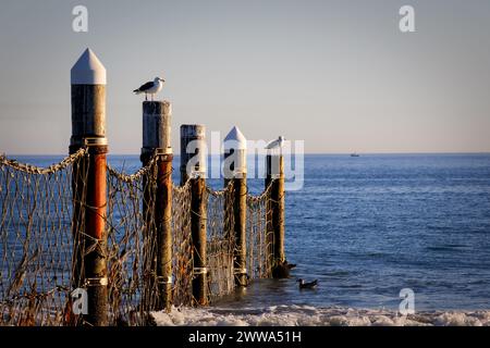 Möwen sitzen auf einem Strandteiler in Coronado, Kalifornien. Stockfoto