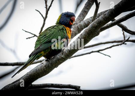 Ein einsamer Regenbogenlorikeet sitzt leise auf einem Zweig, dessen Farbtöne sich von einem grauen Himmel abheben. Stockfoto