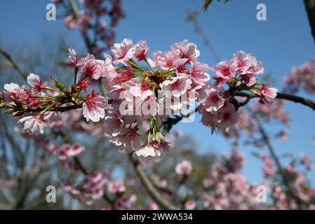 Gruppen von rosa Sakura blühen am Zweig bei sonnigem Tag Stockfoto