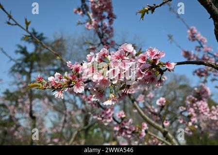 Ansammlung rosa Sakura-Blüten am sonnigen Nachmittag im Park Stockfoto