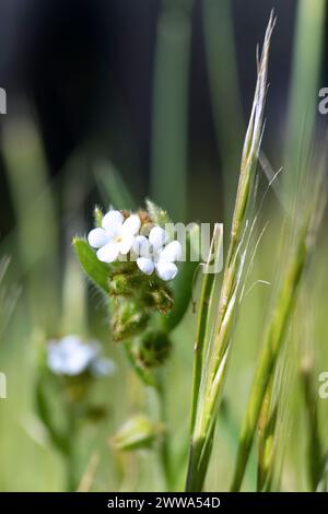 Popcornblume, Casper Regional Wilderness, Kalifornien Stockfoto