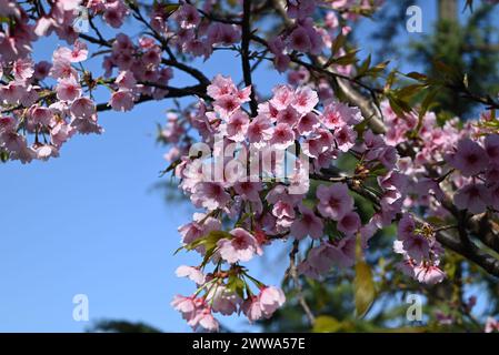 Gruppen von rosa Sakura blühen am sonnigen Nachmittag am Frühlingstag Stockfoto