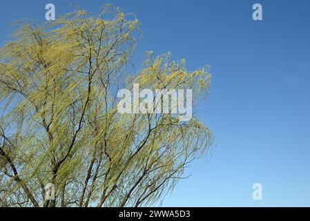 Die Trauerweide wird am sonnigen Tag grün unter blauem Himmel Stockfoto