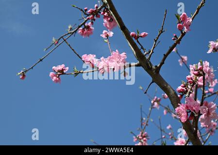 Rosa Pfirsichblüte an den Zweigen an sonnigen Tagen im Garten Stockfoto