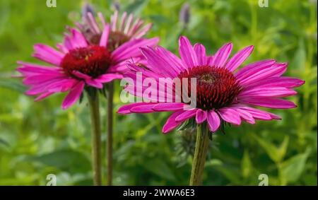 Herrliche hellrosa Koneflower an einem hellen Sommermorgen in Munsinger Gardens in St. Cloud, Minnesota, USA. Stockfoto