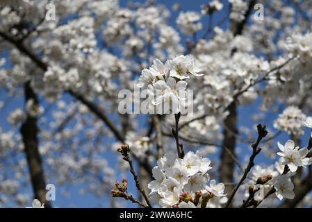 Gruppen weißer Sakura im Zweig blühen am sonnigen Nachmittag im Park Stockfoto