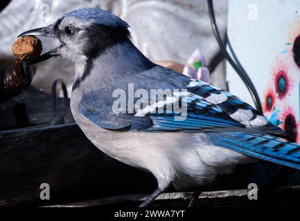 Ein Bluejay auf dem Hinterhof-Deck Stockfoto