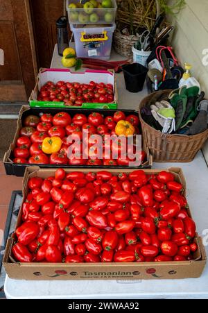 Reife geerntete italienische San Marzano Tomaten, bereit für die Lieferung in ein Restaurant Stockfoto