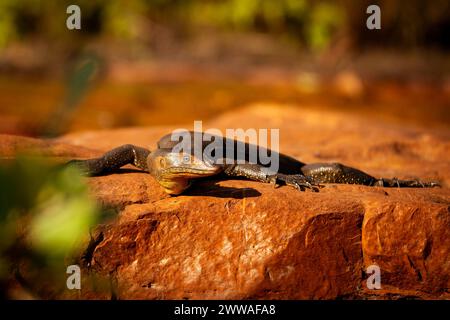 Eine Monitoreidechse schwebt auf einem sonnengewärmten Felsen und absorbiert den goldenen Glanz des Sonnenlichts. Stockfoto