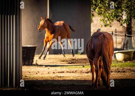 Das Sonnenlicht wirft ein warmes Leuchten auf zwei Pferde, eines in Bewegung und eines beobachtend. Stockfoto