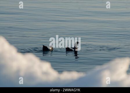 Taube Guillemot Cepphus Columba Herde schwimmen und Tauchen für die Fische in eine offene Führung in das Packeis Tschuktschensee Stockfoto