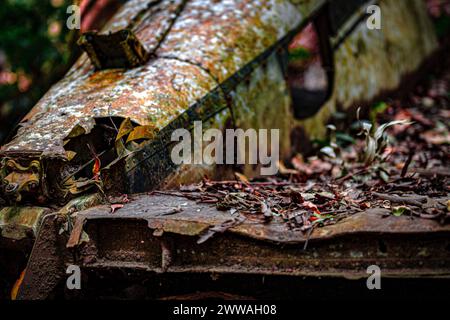 Ein baufälliger Flugzeugrumpf liegt umgeben von den umliegenden Armen des Dschungels. Stockfoto