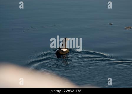 Taube Guillemot Cepphus Columba Herde schwimmen und Tauchen für die Fische in eine offene Führung in das Packeis Tschuktschensee Stockfoto