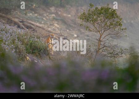 Die Tigerin Pedwali sitzt zwischen Blumen auf einem Hügel, Corbett National Park, Indien Stockfoto