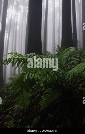 Nebeliger und verzauberter Kiefernwald von lepcha jagat, einem kleinen Dorf im himalaya in der Nähe der Bergstation darjeeling in West-bengalen, indien Stockfoto