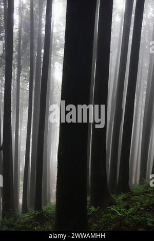 Nebeliger und verzauberter Kiefernwald von lepcha jagat, einem kleinen Dorf im himalaya in der Nähe der Bergstation darjeeling in West-bengalen, indien Stockfoto