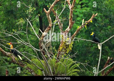 Nabelschnabel (Rhyticeros cassidix), männliche und weibliche Individuen, ein Paar, suchen auf einer Baumspitze in einem bewachsenen Gebiet in der Nähe des Mount Tangkoko und des Mount Duasudara (Dua Saudara) in Bitung, Nord-Sulawesi, Indonesien. Die International Union for Conservation of Nature (IUCN) kommt zu dem Schluss, dass steigende Temperaturen unter anderem zu ökologischen, verhaltensbezogenen und physiologischen Veränderungen der Tierarten und der Artenvielfalt geführt haben. „Zusätzlich zu einer erhöhten Krankheitsrate und degradierten Lebensräumen verursacht der Klimawandel auch Veränderungen bei den Arten selbst, die ihr Überleben bedrohen“, schrieben sie. Stockfoto