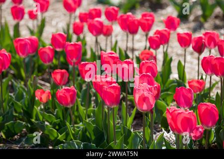 Von oben sehen Sie wunderschöne, hellrote Tulpenblüten, die am sonnigen Frühlingstag auf dem Feld wachsen Stockfoto