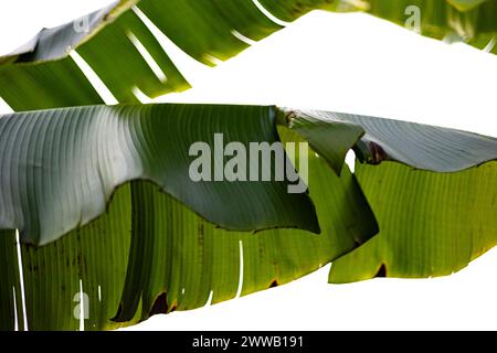 Bananenblätter Hintergrund. Blick von unten auf tropische grüne Blätter. Stockfoto