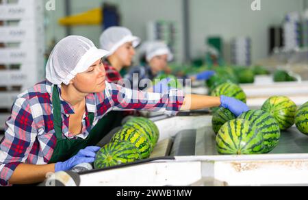 Weiblicher Sortierer, der an der Sortierlinie für Wassermelonen in der Fruchtverarbeitungsfabrik arbeitet Stockfoto