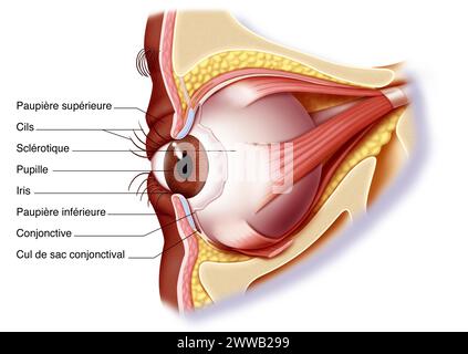 Augenmuskulatur und Augenlid. Darstellung der Anatomie der Muskulatur des rechten Auges von der inneren oder medianen 3/4-Seite. Stockfoto