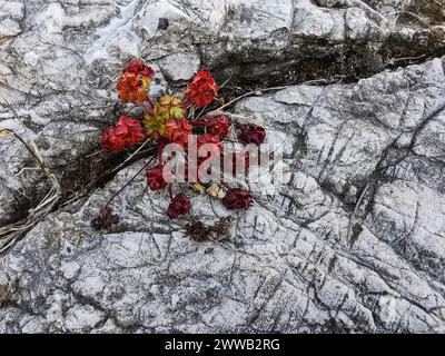 Winzige rote Pflanze, die aus dem Riss eines weißen Felsens wächst - starke Lebensbeständigkeit in harter Umgebung Stockfoto