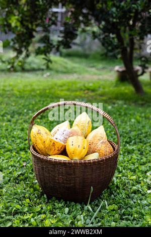 Ein Korb Kakaoschote. In halbreife Kakaoschoten oder gelbe Kakaofrüchte schneiden Kakaosamen auf einem Korb ernten. Stockfoto