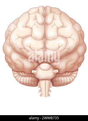 Vorderansicht des Gehirns mit den beiden Hirnhemisphären, dem Kleinhirn und dem Beginn des Hirnstamms. Stockfoto