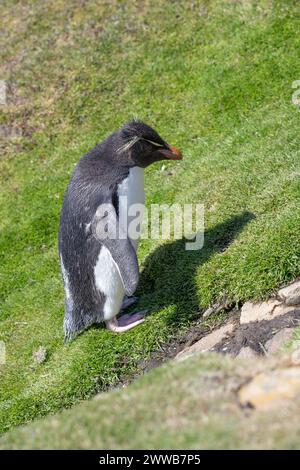 Penguin Rockhopper (Eudyptes chrysocome), klettern auf Grashang, Saunders Island, Falklands, Januar 2024 Stockfoto