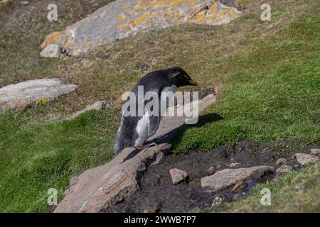 Penguin Rockhopper (Eudyptes chrysocome), klettern auf Grashang, Saunders Island, Falklands, Januar 2024 Stockfoto