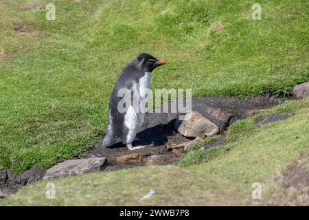 Penguin Rockhopper (Eudyptes chrysocome), klettern auf Grashang, Saunders Island, Falklands, Januar 2024 Stockfoto