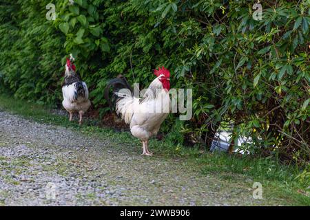 In einer ruhigen Umgebung im Freien führt ein markanter Hahn mit einem leuchtend roten Kamm auf einem Schotterweg an Stockfoto
