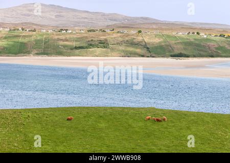 In Rhitongue, Schottland, grasen Highland-Kühe friedlich auf einer üppigen Wiese, vor einer ruhigen Kulisse mit einem Sandstrand und azurblauem Wasser Stockfoto